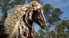 Black Forest Horses | Beauty In Work Gear
