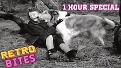 Lassie | 1 Hour Special | Lassie English Full Episodes 🐕