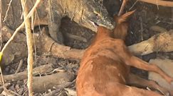 Komodo Dragon Kills Goat Alive