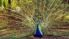 Peacock Bird Characteristics, Pictures and Symbolism