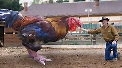 Unbelievable: Giant Chicken Breaks World Record