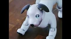 Sony's robot dog Aibo is changing the lives of the elderly and disabled!