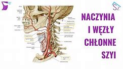 Naczynia i Węzły Chłonne Szyi