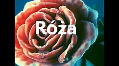 Róża (choroba)