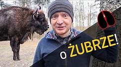 O Żubrze! - co, gdzie i dlaczego? - o Lesie #22