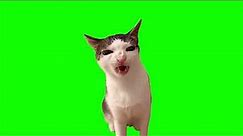 Green Screen Crunchy Cat Luna Meme
