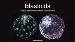 Blastoids: Shaping the Mammalian Embryo for Implantation