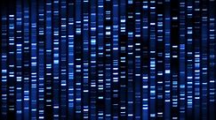 DNA Fingerprint Sequence