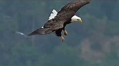 top 5 largest eagle in the world, top 5 biggest eagle in the world