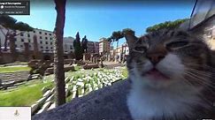 Google Maps Cats