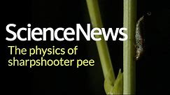 The physics of sharpshooter insect pee | Science News