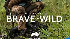 Coyote Peterson: Brave the Wild: Season 1 Episode 10 Into the Anaconda's Den