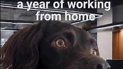 I'm Listening Dog: 🐕🗄️ Office vs. Work From Home #memes