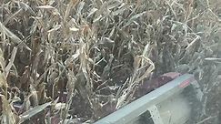 #caseih #farming #farmlife #american #timpte #peterbilt #corn