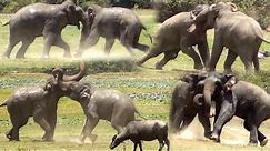 Aggressive elephant fight between two female Elephants to become the queen of the jungle