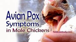 Fowl Pox in Male Chickens, Avian pox, Wetpox or fowl diphtheria, Poultry Diseases Symptoms