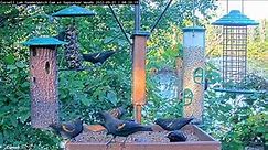 Red-winged Blackbirds Commandeer Feeder As They Move Through Sapsucker Woods – Sept. 21, 2022