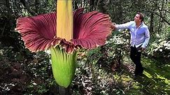 The Biggest Flower on Earth is Bigger than Your Imagination