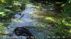 Saltwater crocodile grabbing and feeding on wild pig 8K