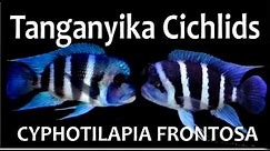 LAKE TANGANYIKA - AFRICAN CICHLIDS - CYPHOTILAPIA FRONTOSA - AKWAPASJA