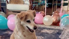Partially Paralyzed Dog Celebrates 13th Birthday