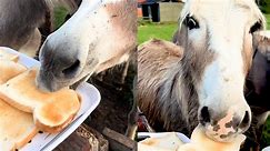 Donkeys feast on TOAST - video Dailymotion