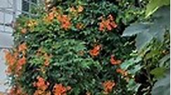 Strauch Campsis radicans (Indian Sommer) | Kaufen auf Ricardo