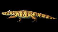 Voay robustus: The Extinct Horned Crocodile of Madagascar