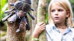 Coconut Crab | The Largest Crab In The World