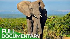 Wildlife | Episode 5: Elephants of Africa & Asia | Free Documentary Nature