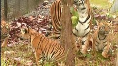 3 Tiger Cubs Released In Bengal Safari