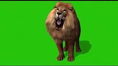 best lion green screen video for chroma key