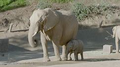 Why the Development of Baby Elephants Is Crucial To Their Survival