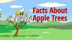 Facts About Apple Trees