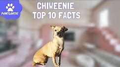 Chiweenie: 10 Fascinating Facts About the Adorable Chihuahua Dachshund Mixes!