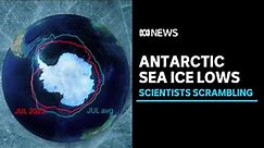 Antarctic sea ice levels dive in 'five-sigma event', experts flag worsening consequences | ABC News