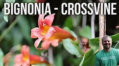 Crossvine - Bignonia capreolata