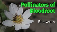 Bloodroot (Sanguinaria canadensis) - Pollinators
