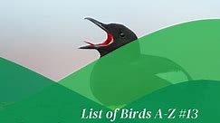 List of birds A-Z #13 | Black guillemot (Cepphus grylle) | Nature and Wildlife TV