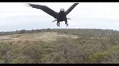 Eagle vs Drone - 2m Wedge-Tailed Eagle takes down Drone. Watch it Punch it out of the sky