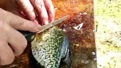 Fillet small crappie