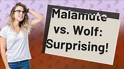 How Does the Alaskan Malamute Compare to a Wolf?