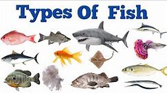 Different Fish With Pictures And Names In English|Fish Vocabulary|Sea Finshes|Types Of Fish