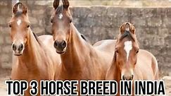 Top 3 horse breed in india