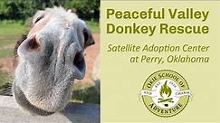 Hanging Out With Awesome Donkeys at the Peaceful Valley Donkey Rescue in Perry, Oklahoma