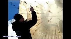 ZORBING, DEADLY ZORB TRAGEDY AT RUSSIAN SKI RESORT CAUGHT - ZORB BALL EXTREME, RUSSIA ACCIDENTS 2013