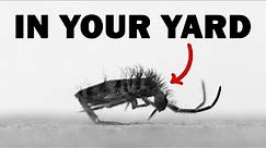 The Extremely Fast Animals in Your Yard - Springtails
