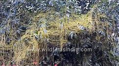Cuscuta reflexa or Dodder is a parasitic creeper that lives on and off trees in India