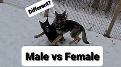 Male Dogs vs Female Dogs are they different?