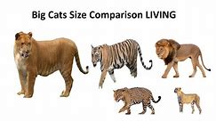 Big Cats Size Comparison LIVING